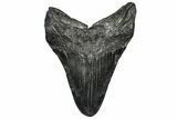 Fossil Megalodon Tooth - South Carolina #297476-1